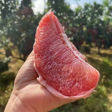 柚子白心柚红心柚产地卖货柚甜柚大柚薄皮柚好吃