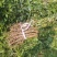 山西五角枫小苗，规格齐全，成活率高，耐寒耐旱，产地直销