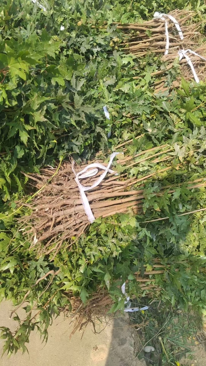 山西五角枫小苗，规格齐全，成活率高，耐寒耐旱，产地直销