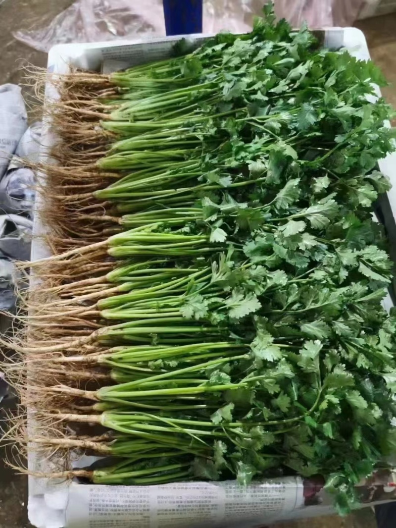 【推荐】精品香菜产地直发大量现货叶面干净可视频看货