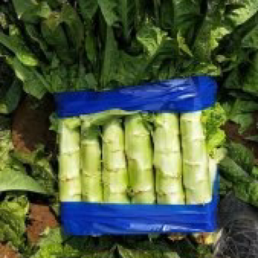 云南莴笋大量上市一手货源欢迎新老客户前来洽谈