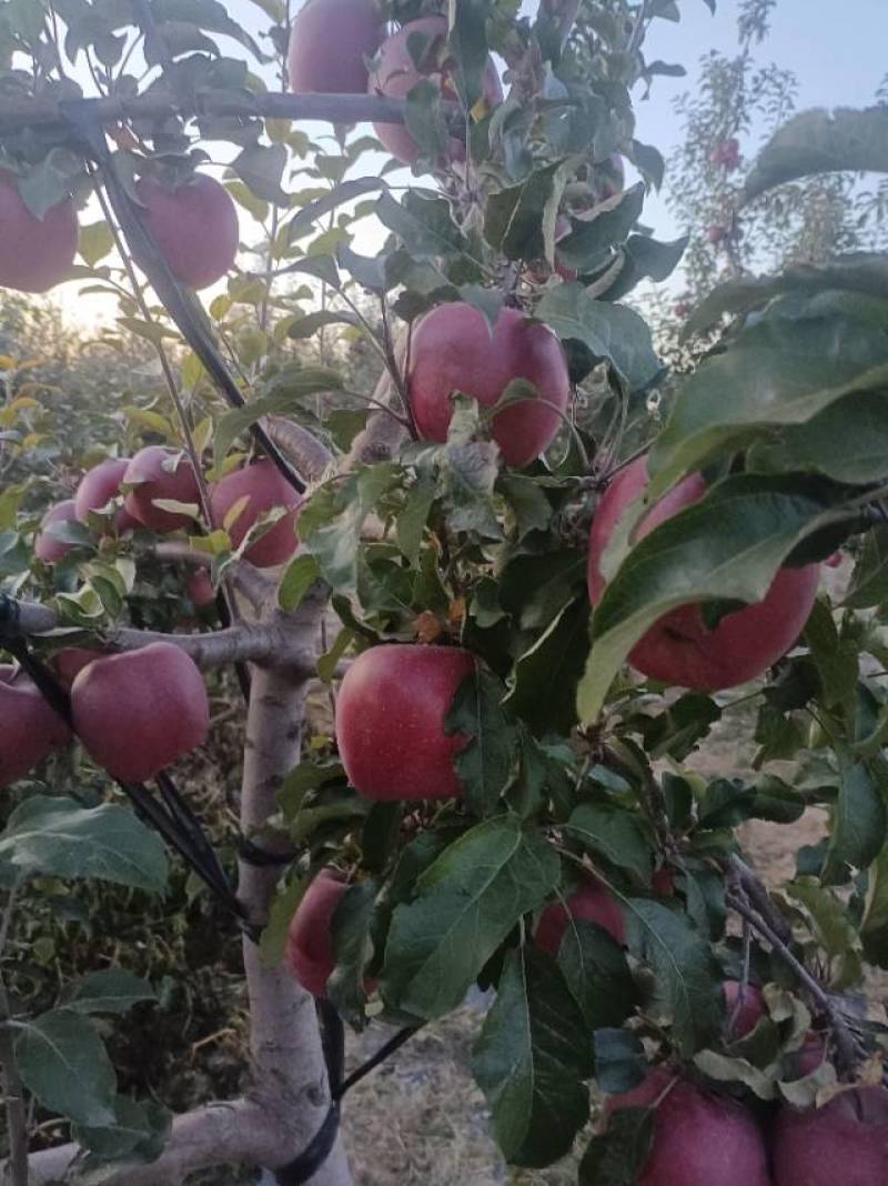 广西红富士苹果，新鲜直供，甜脆可口