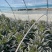 云南莴笋大量上市一手货源欢迎新老客户前来洽谈