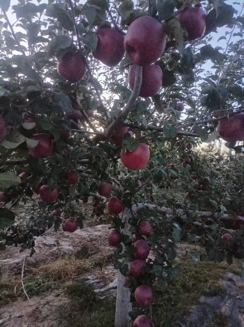 苹果
