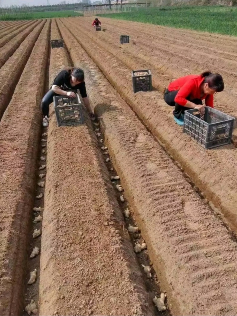 山东368大黄姜种子，山农二号，小黄姜种子，品种齐全