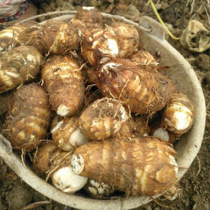 8520毛芋头种子，牛奶芋头，豆包品种齐全，，一件代发