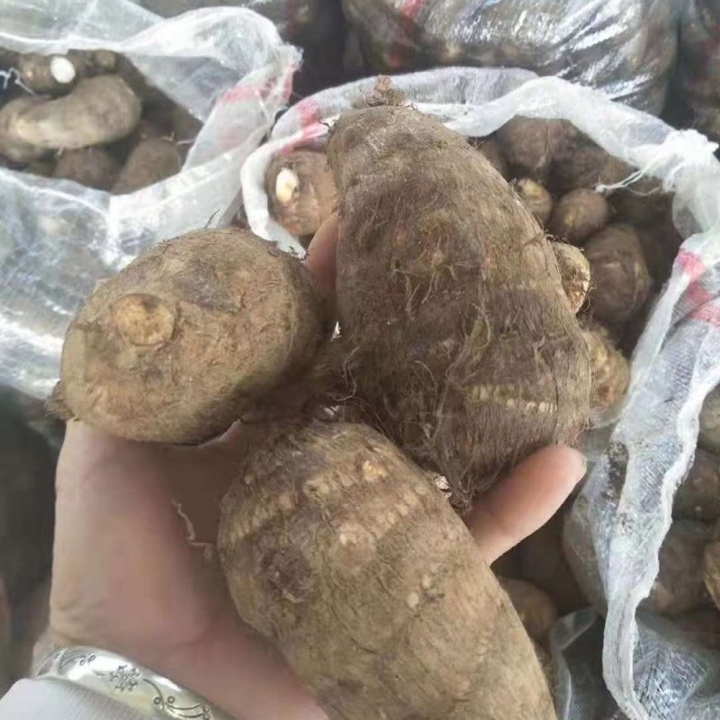 8520毛芋头种子，牛奶芋头，豆包品种齐全，，一件代发