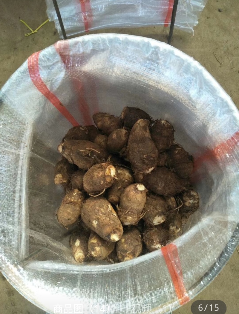 8520毛芋头种子，牛奶芋头，豆包品种齐全，，一件代发