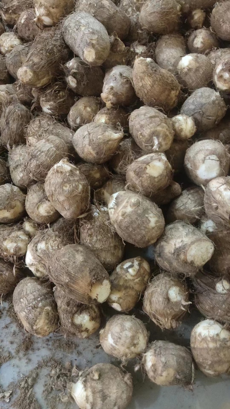 8520毛芋头种子，牛奶芋头，豆包品种齐全，，一件代发