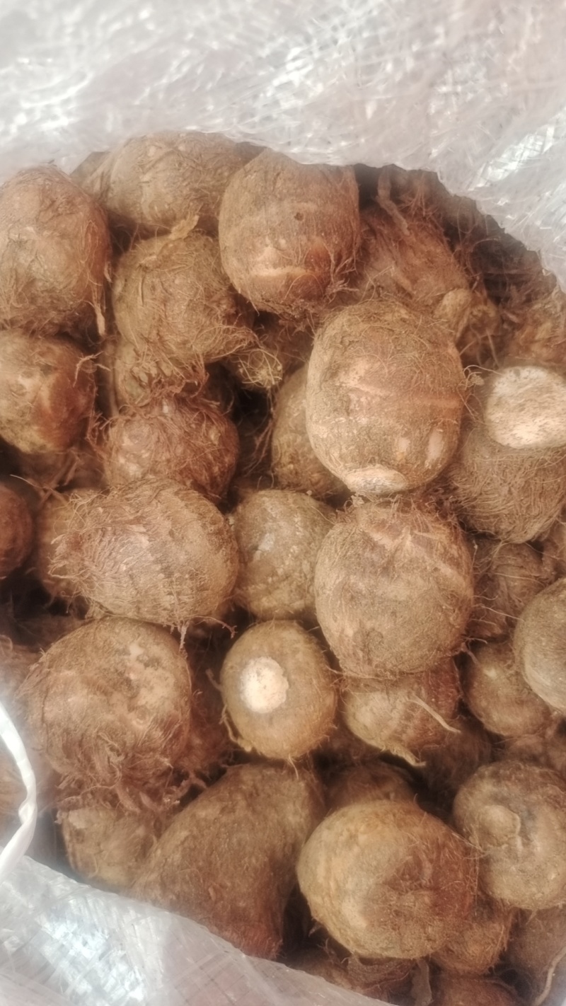 8520毛芋头种子，牛奶芋头，豆包品种齐全，，一件代发