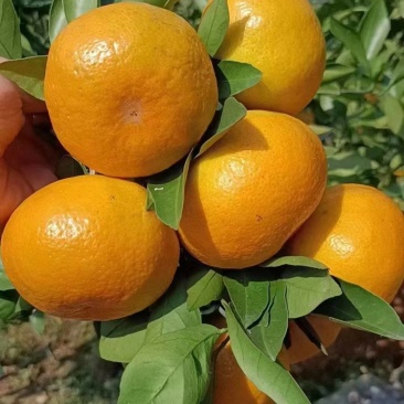 特早大分蜜桔蜜橘按客户需求严把质量关诚信经营量大价优
