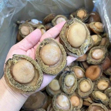 鲍鱼南非鲍鱼干黄鱼鲍鱼精选足干鲍香浓郁天然鲍鱼源头批发