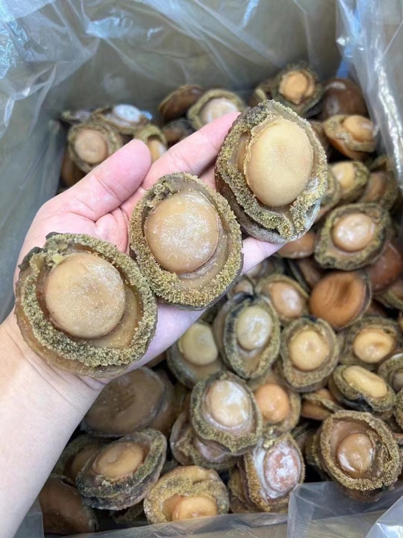 鲍鱼南非鲍鱼干黄鱼鲍鱼精选足干鲍香浓郁天然鲍鱼源头批发