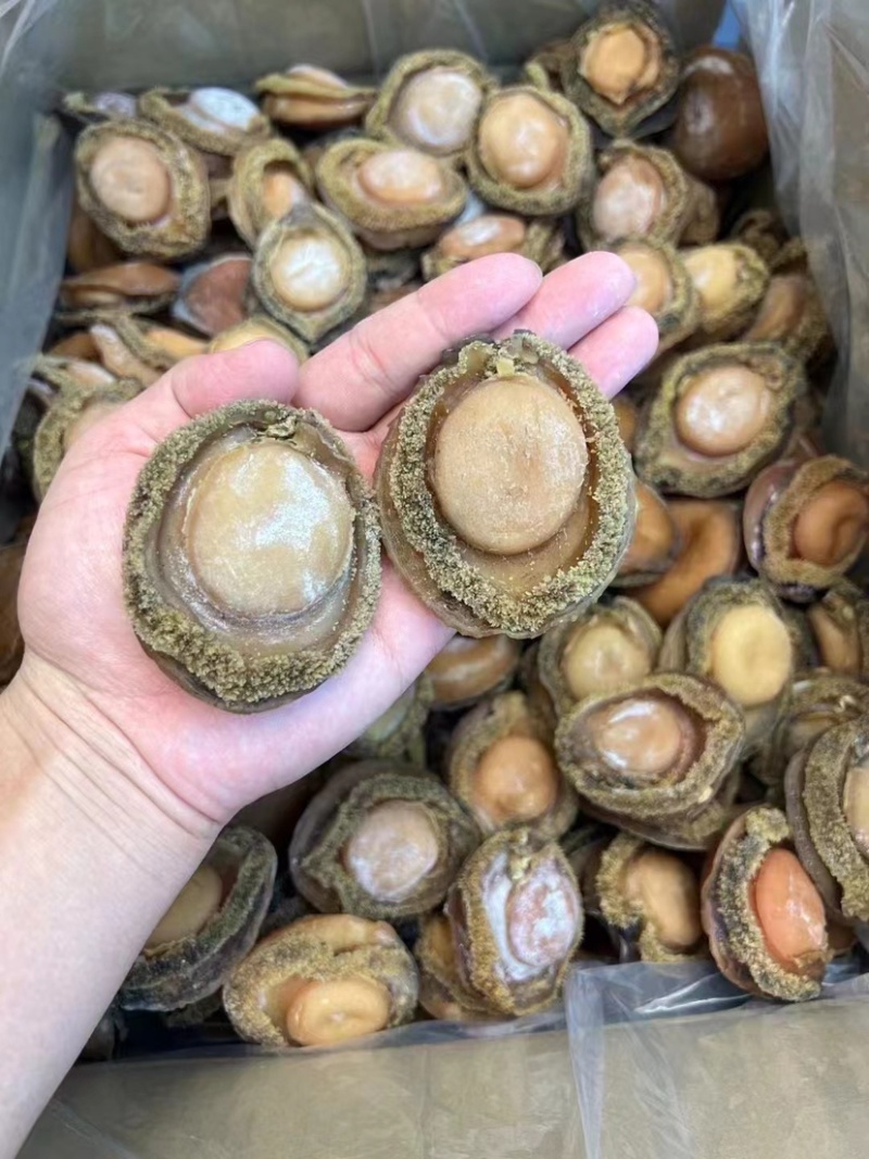 鲍鱼南非鲍鱼干黄鱼鲍鱼精选足干鲍香浓郁天然鲍鱼源头批发