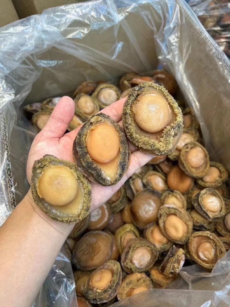 鲍鱼南非鲍鱼干黄鱼鲍鱼精选足干鲍香浓郁天然鲍鱼源头批发