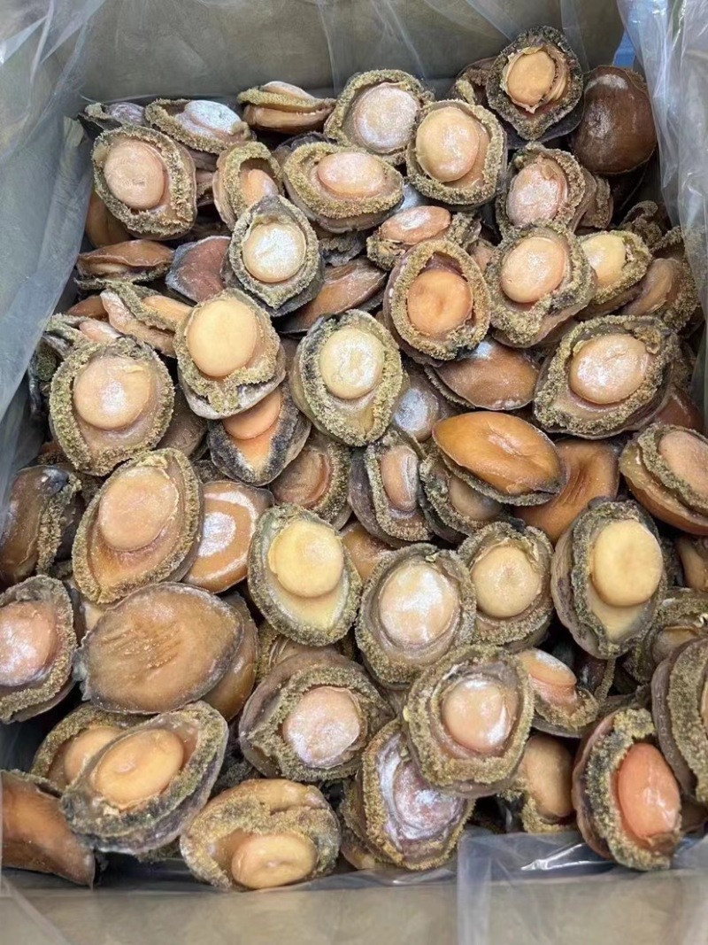 鲍鱼南非鲍鱼干黄鱼鲍鱼精选足干鲍香浓郁天然鲍鱼源头批发
