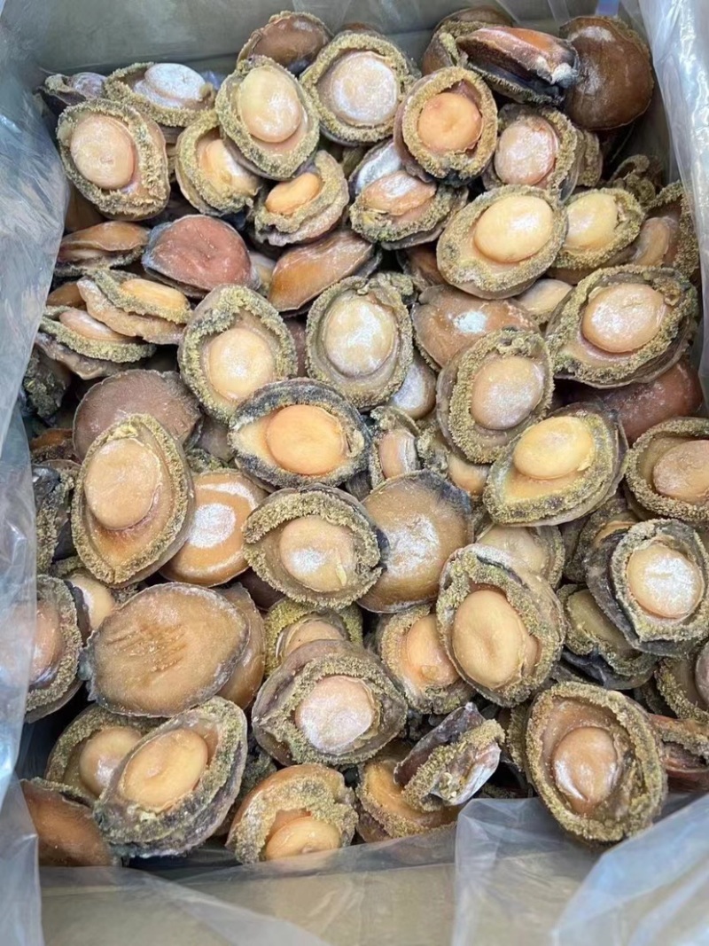 鲍鱼南非鲍鱼干黄鱼鲍鱼精选足干鲍香浓郁天然鲍鱼源头批发