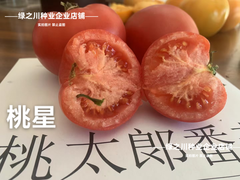 泰国进口西红柿种子桃太郎系列桃星番茄种子糖度高粉红番茄