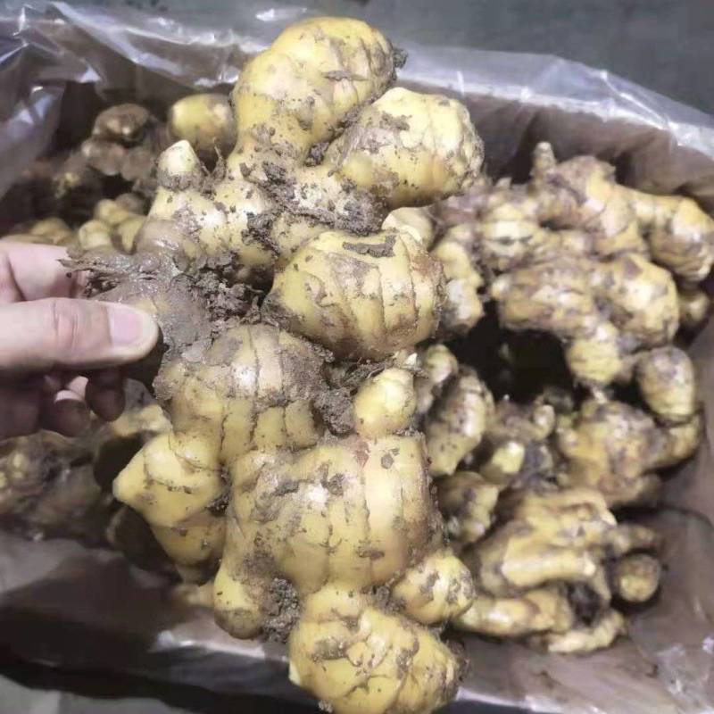 山东二号，二黄姜，品种齐全常年供应，市场，电商，出口外贸