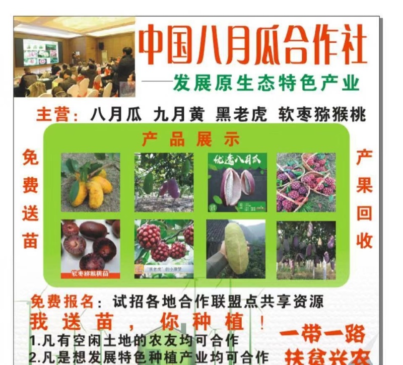 无籽八月瓜苗推广送苗种植签合同包回收
