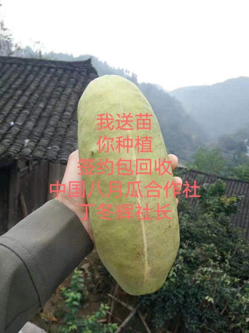 无籽八月瓜苗推广送苗种植签合同包回收
