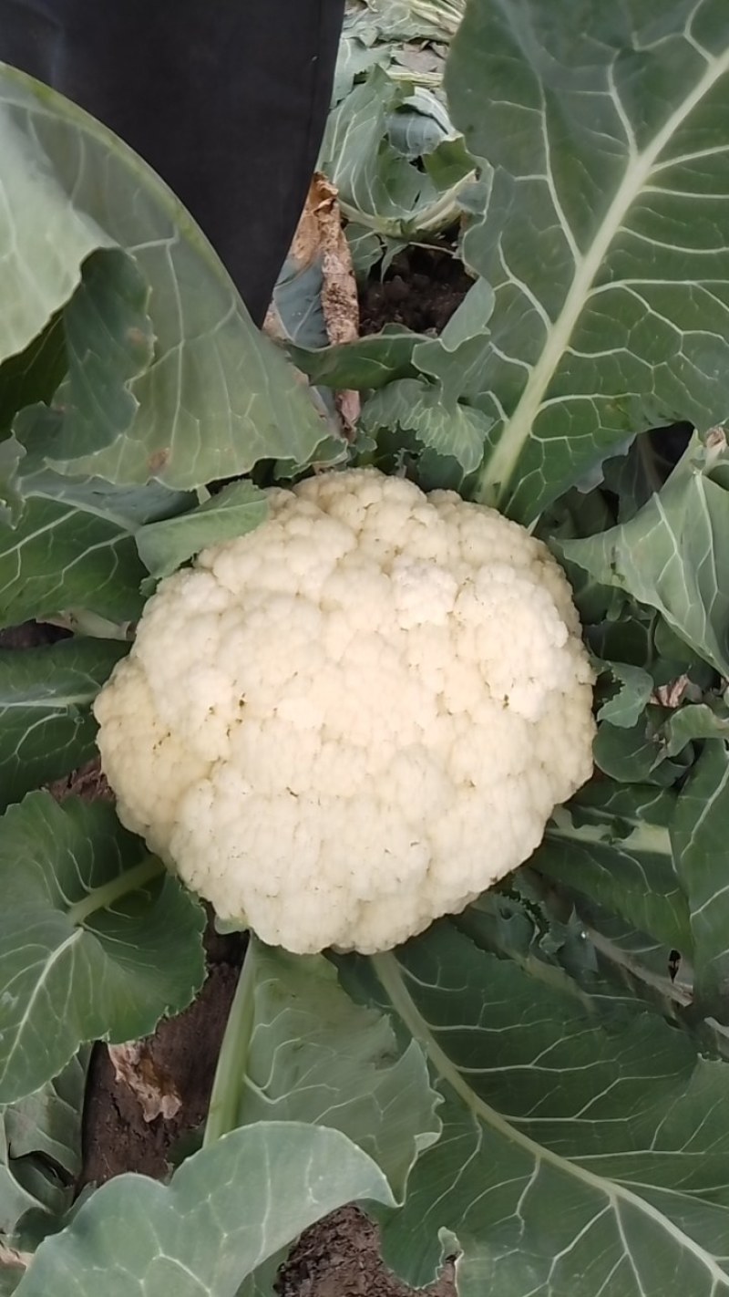 优松60。玉兰白55.散花品种，青梗散花！