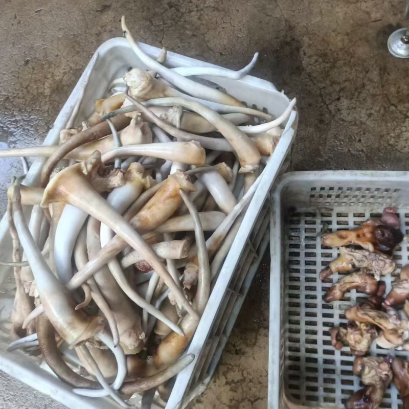 狗鞭。一年四季供应。