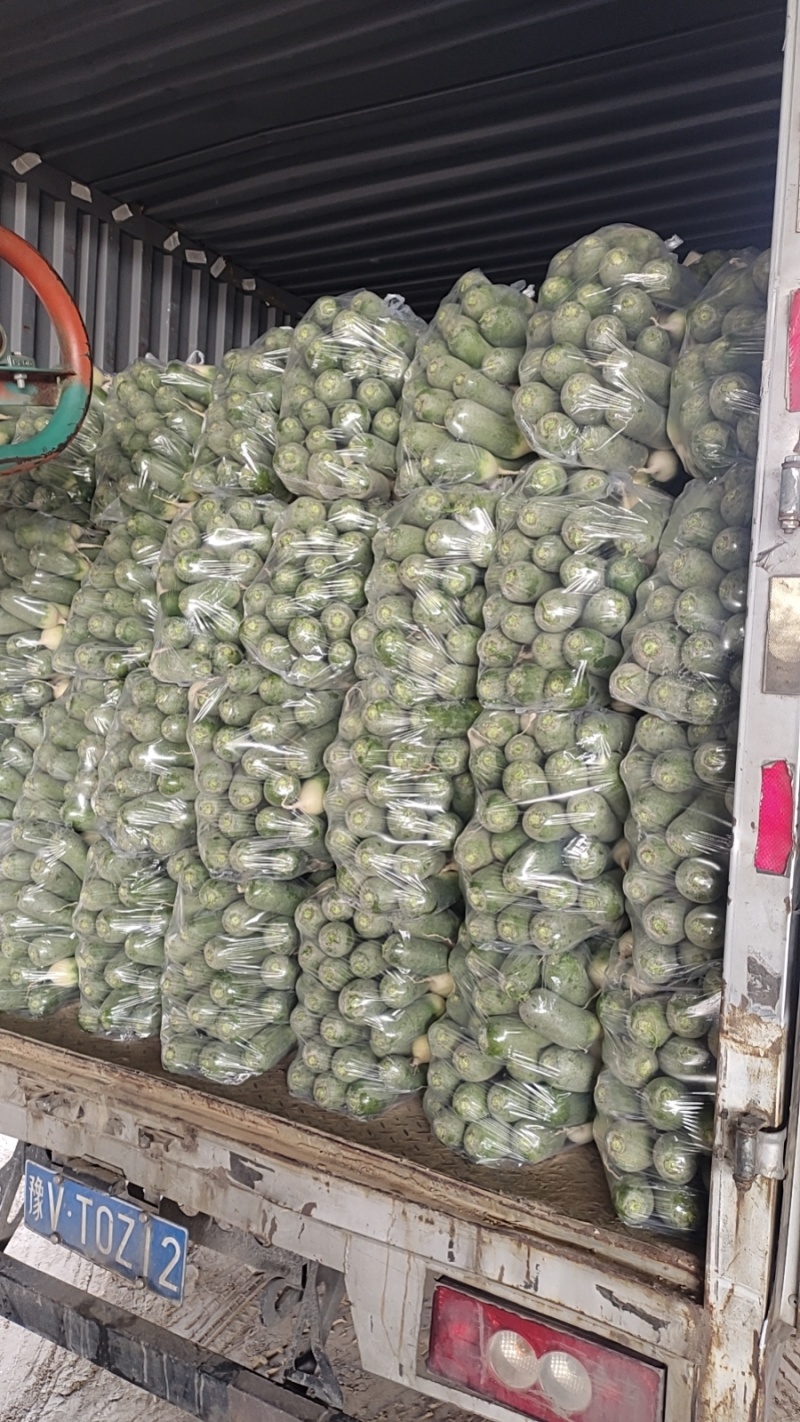 精品水洗杂交萝卜和水果萝卜，电商超市**