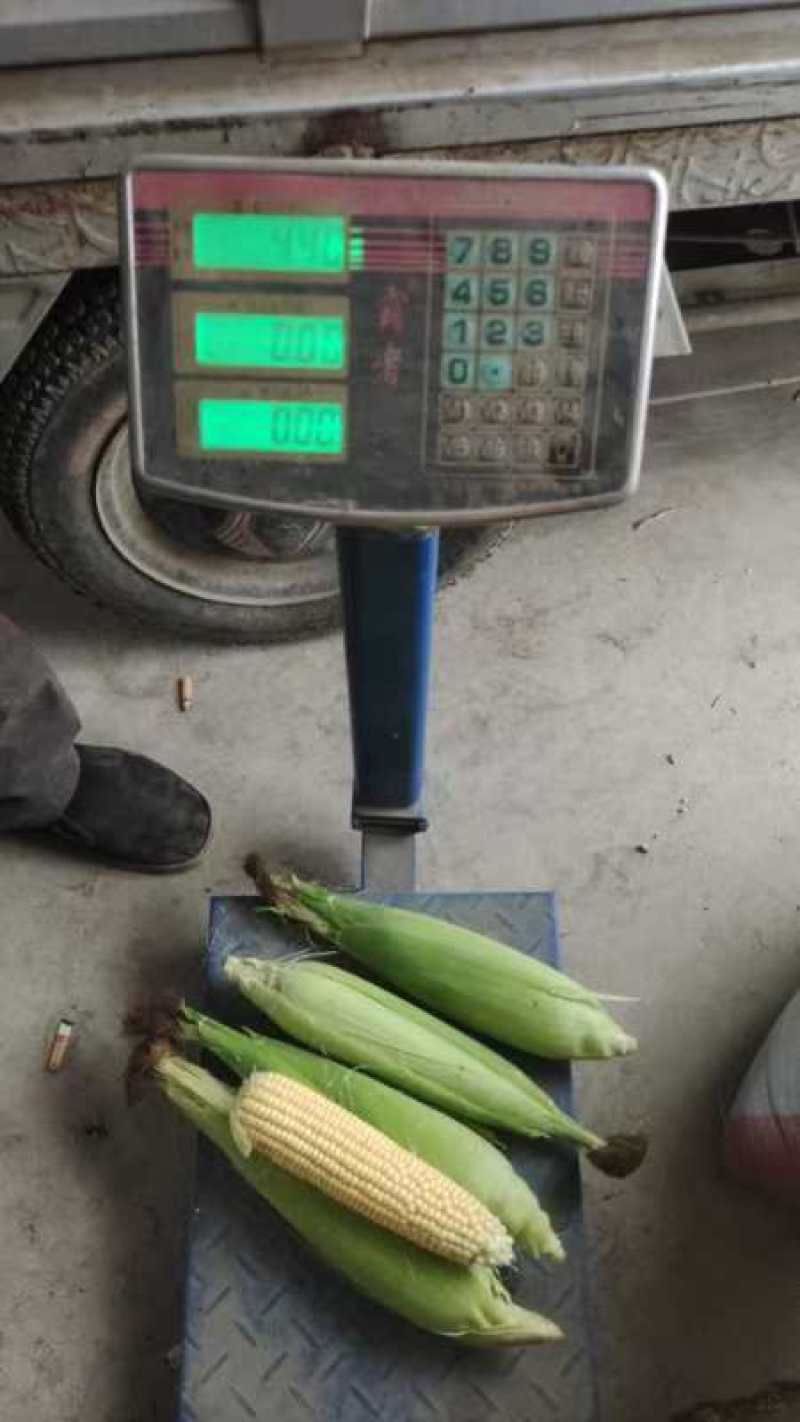 定州蔬菜基地嫩玉米大量上市了，香甜可口，籽粒饱满。