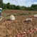 烟薯25软糯香甜产地直发大量供应对接全国市场