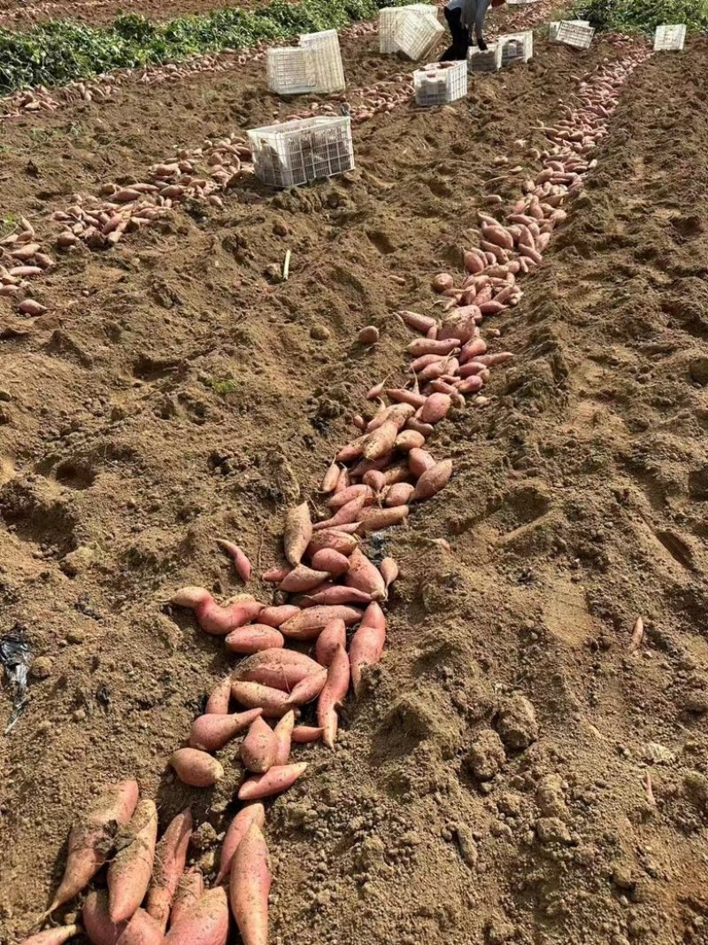 烟薯25软糯香甜产地直发大量供应对接全国市场