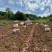 烟薯25软糯香甜产地直发大量供应对接全国市场