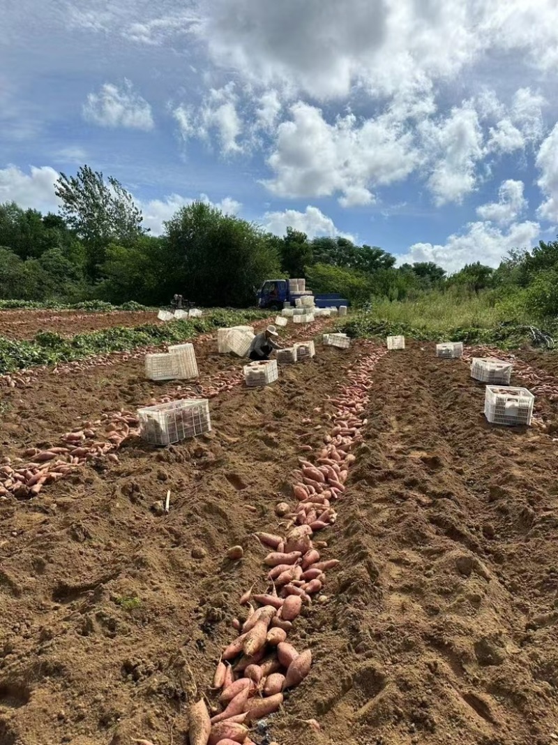 烟薯25软糯香甜产地直发大量供应对接全国市场