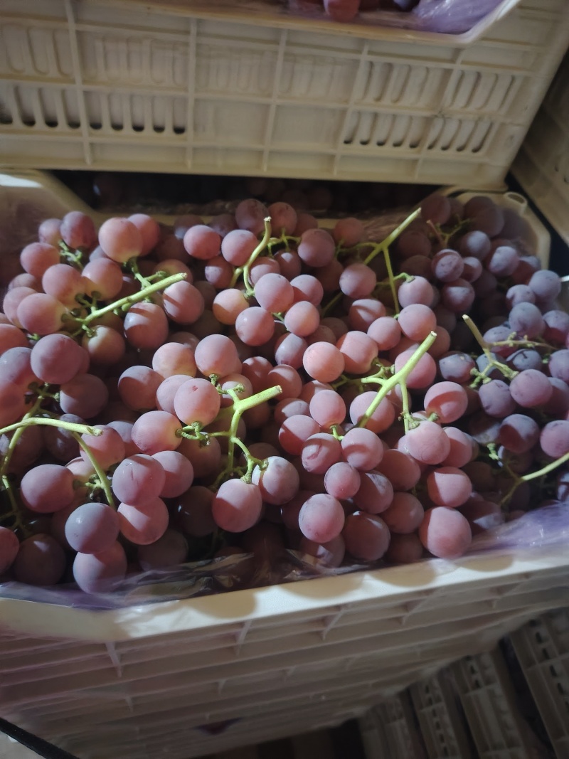 辽南地区冷库阳光玫瑰货源充足