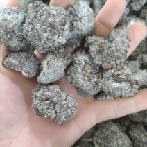 猴脑菌大量现货中高低都有泡发率高欢迎选购常年合