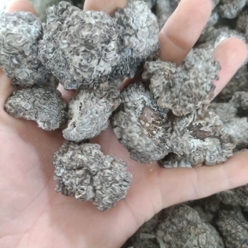 猴脑菌大量现货中高低都有泡发率高欢迎选购常年合