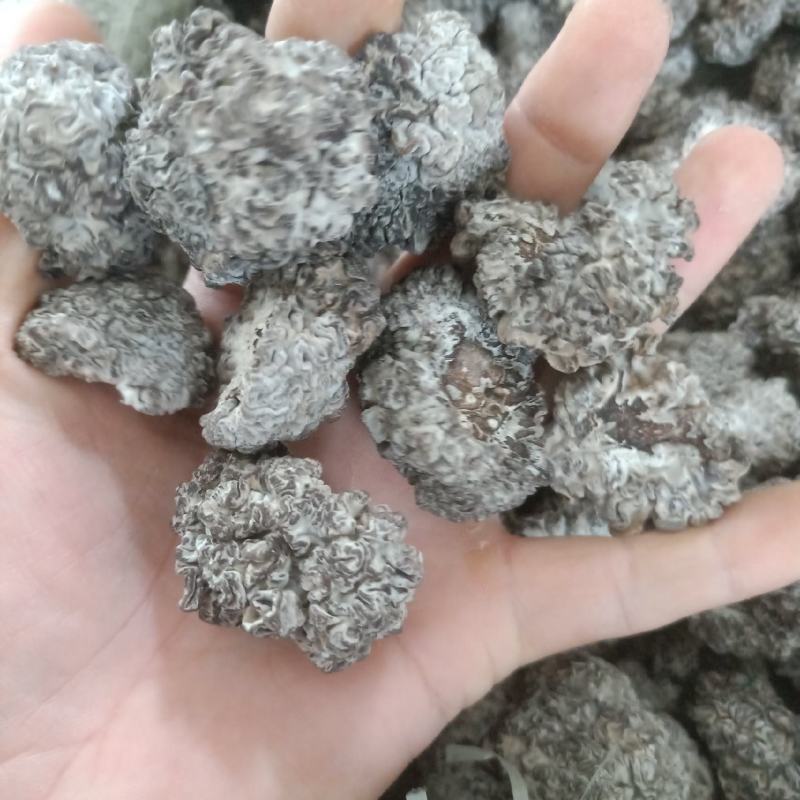 猴脑菌大量现货中高低都有泡发率高欢迎选购常年合