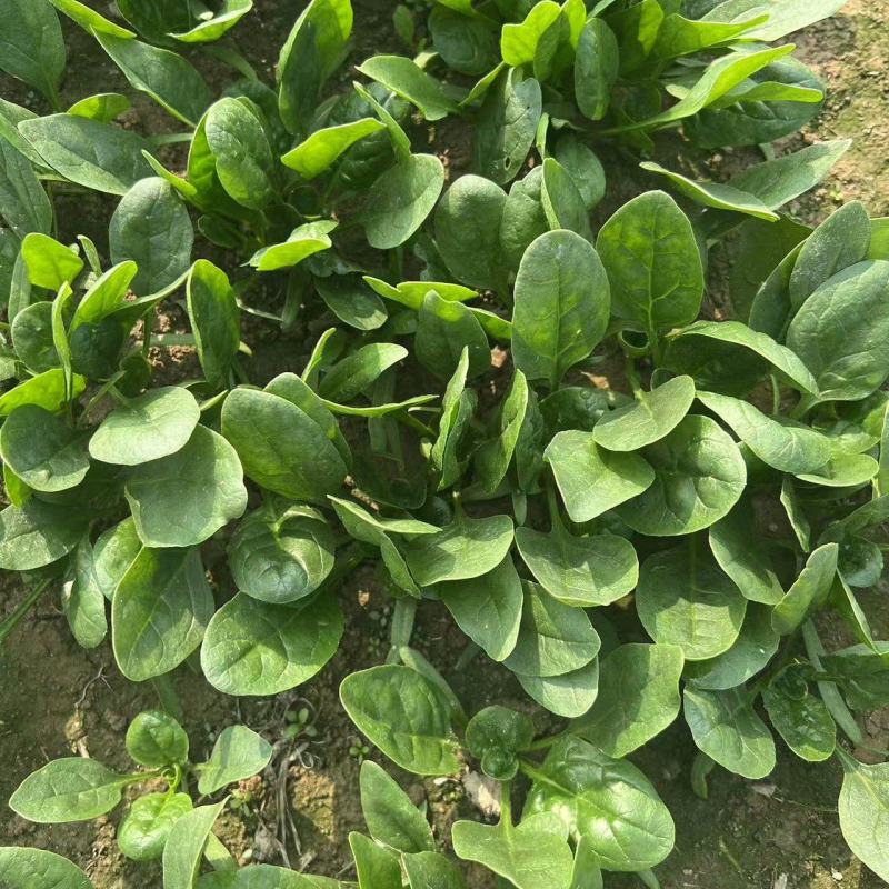 菠菜，趴地菠菜，百亩菠菜基地直发全国欢迎来电咨询