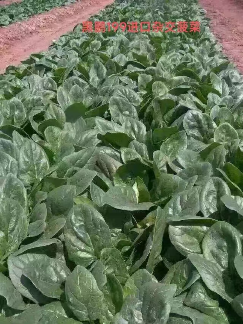 菠菜，趴地菠菜，百亩菠菜基地直发全国欢迎来电咨询