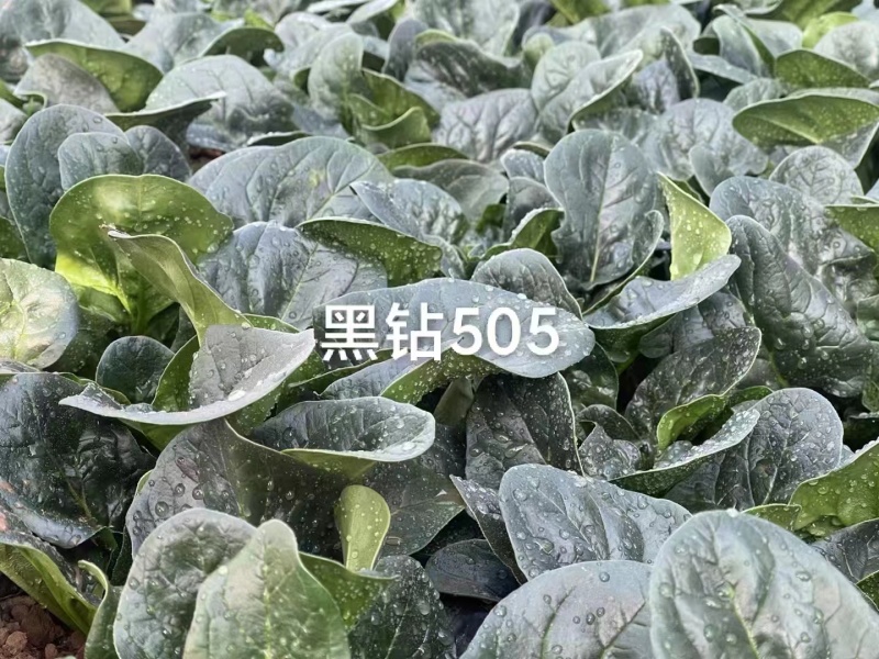 菠菜，趴地菠菜，百亩菠菜基地直发全国欢迎来电咨询