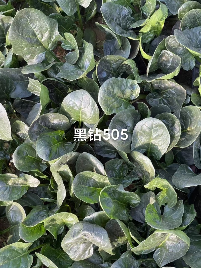 菠菜，趴地菠菜，百亩菠菜基地直发全国欢迎来电咨询