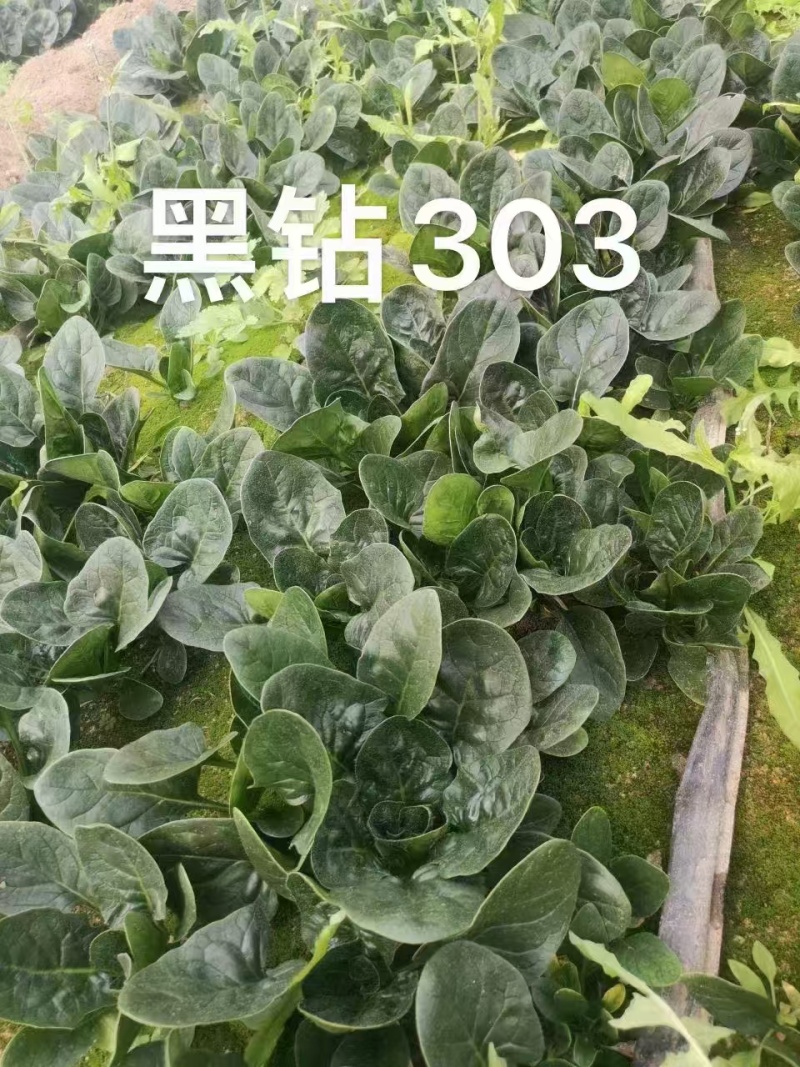 菠菜，趴地菠菜，百亩菠菜基地直发全国欢迎来电咨询