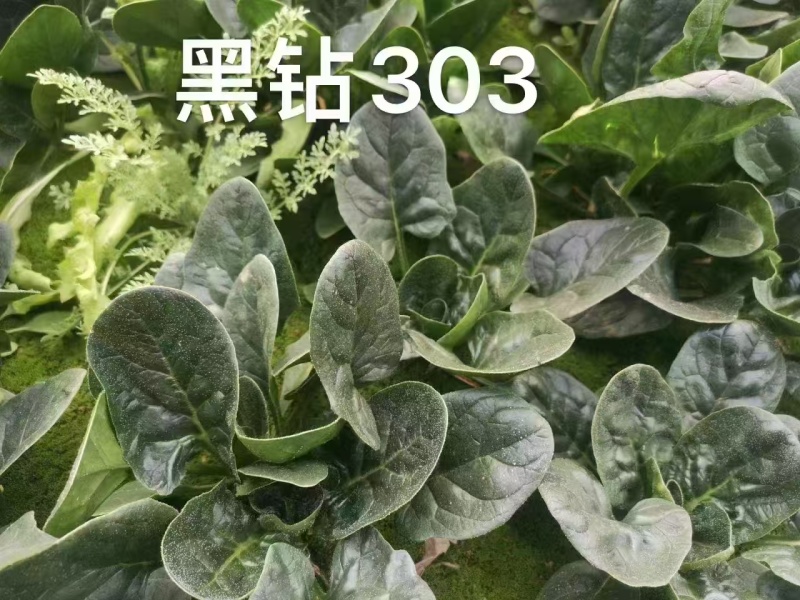 菠菜，趴地菠菜，百亩菠菜基地直发全国欢迎来电咨询