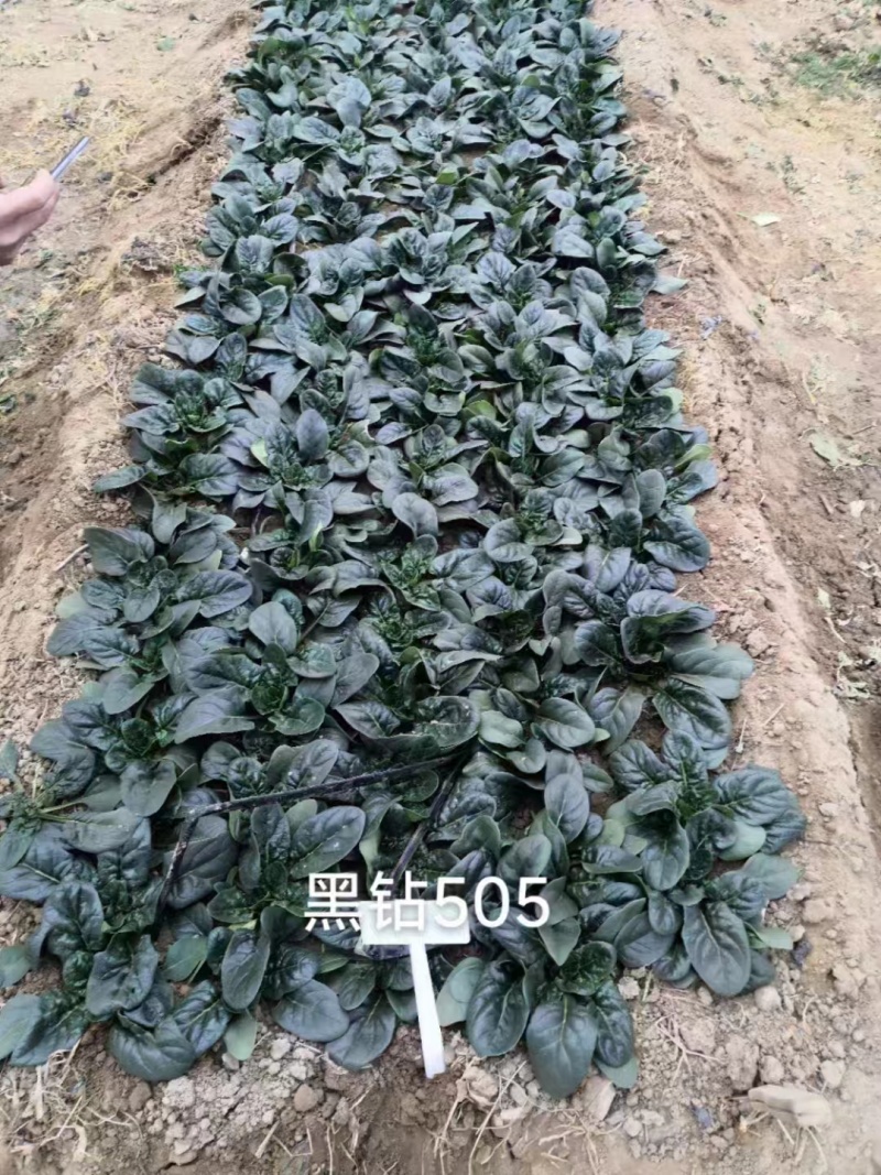 菠菜，趴地菠菜，百亩菠菜基地直发全国欢迎来电咨询