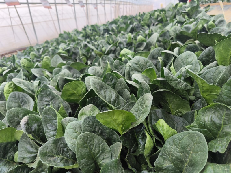 菠菜，趴地菠菜，百亩菠菜基地直发全国欢迎来电咨询