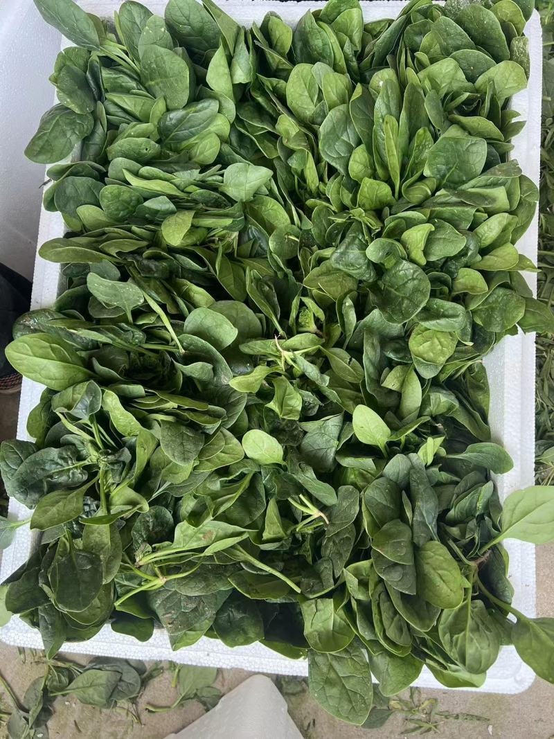 菠菜，趴地菠菜，百亩菠菜基地直发全国欢迎来电咨询