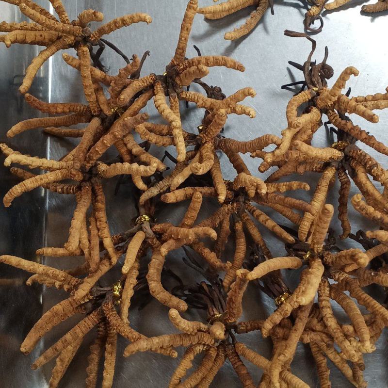 天然西藏纯冬虫夏草中药批一手货源量大忧惠