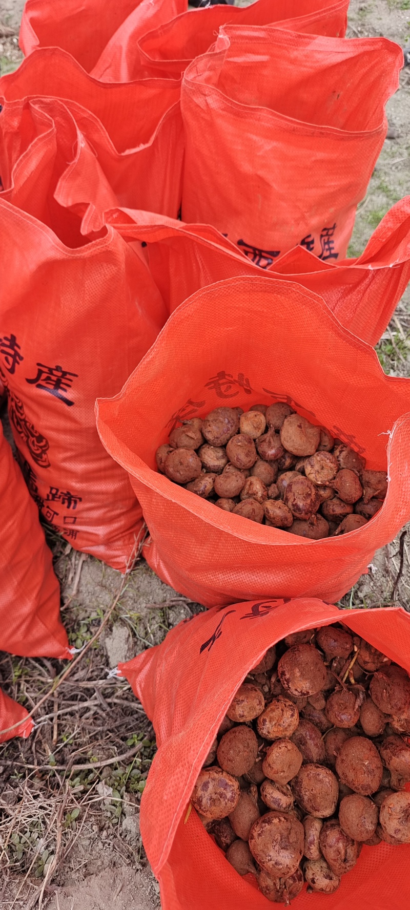 广西精品珍珠马蹄/一手货源/产地直发/代发全国商超电商