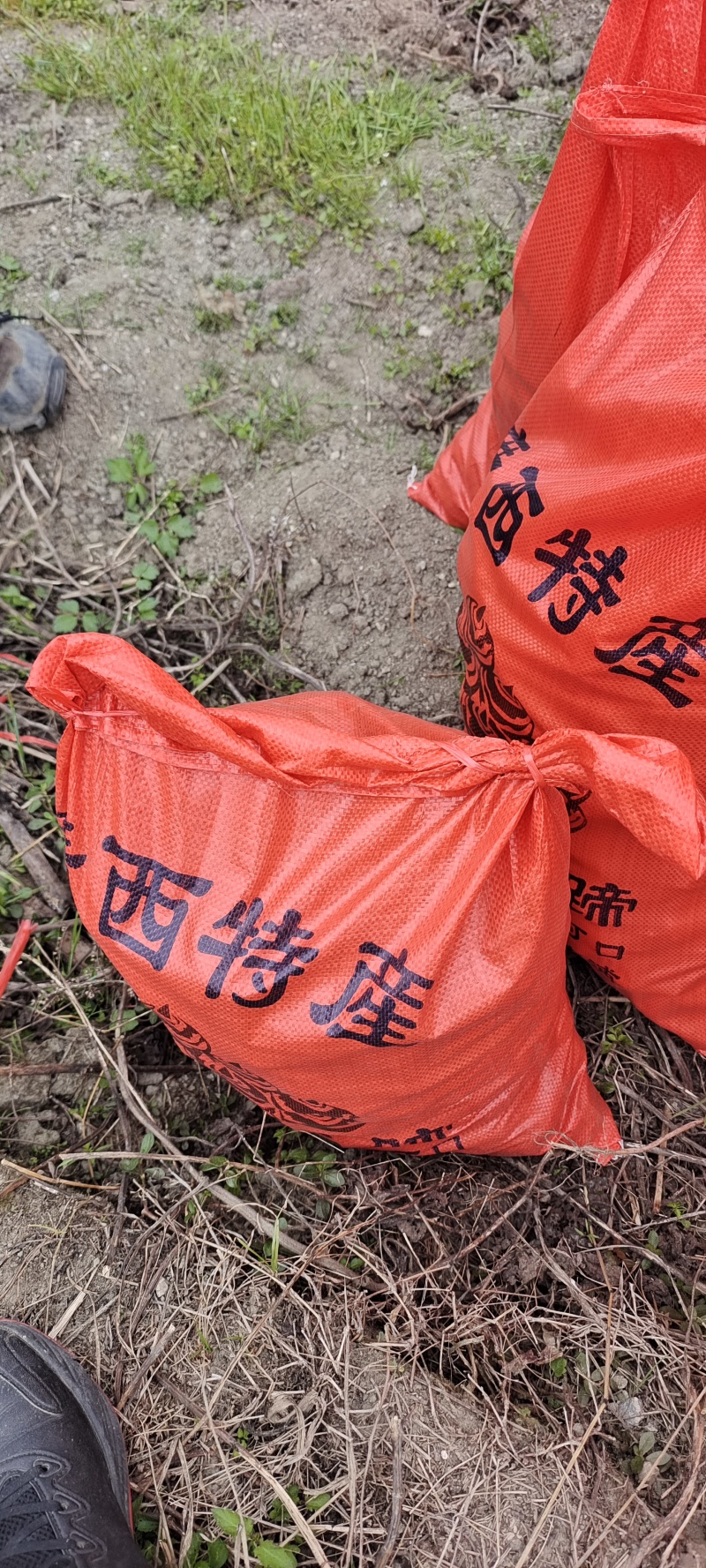 广西精品珍珠马蹄/一手货源/产地直发/代发全国商超电商