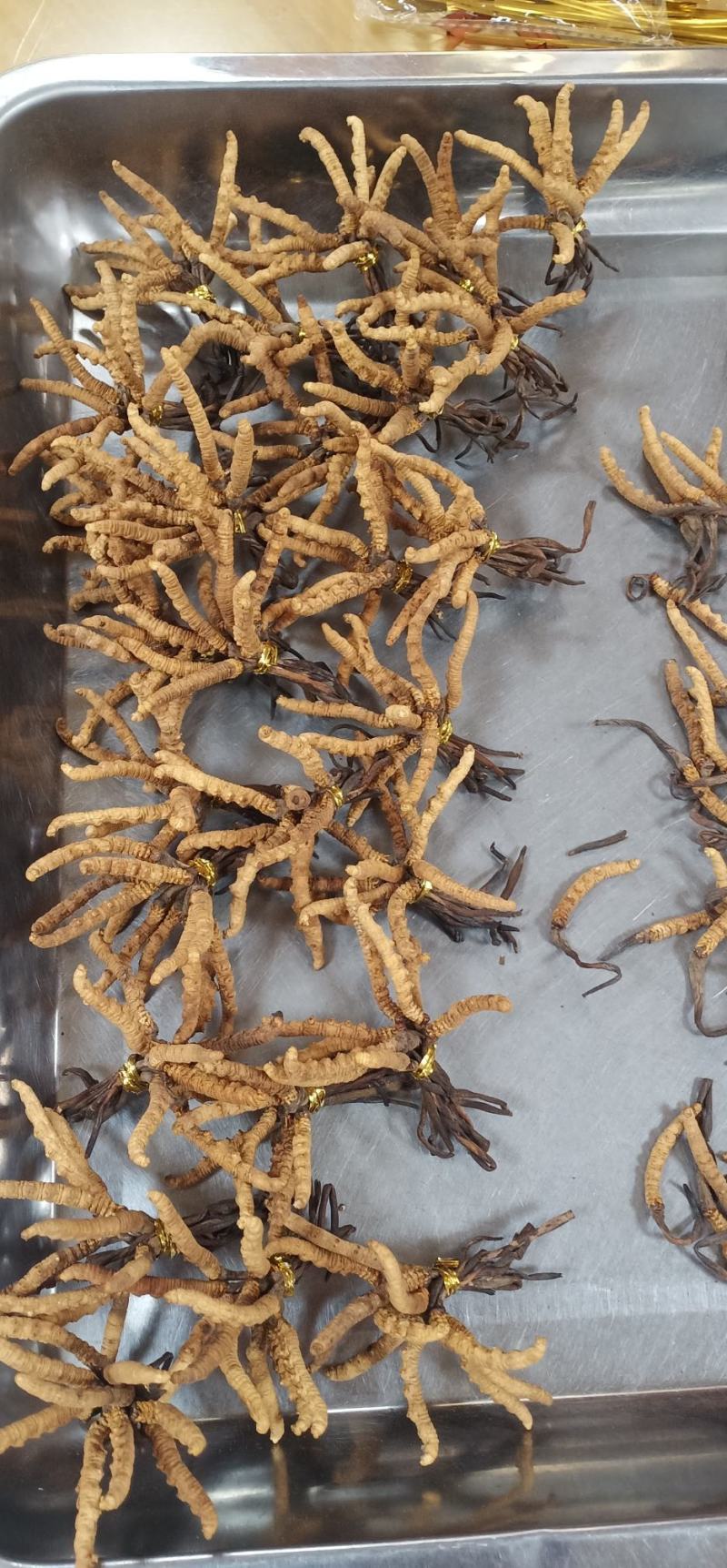 天然西藏纯冬虫夏草中药批一手货源量大忧惠